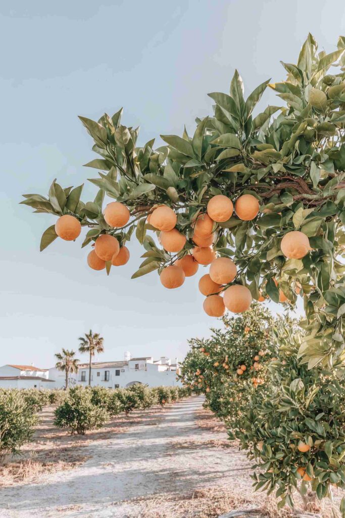 Region Made Gallery6